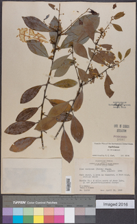 Ilex coriacea image