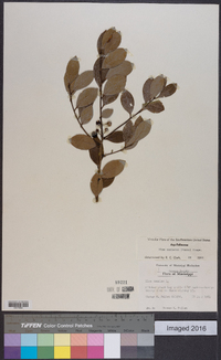 Ilex coriacea image