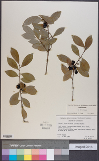 Ilex coriacea image