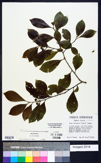 Ilex coriacea image