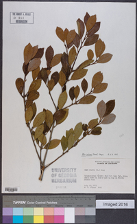 Ilex coriacea image