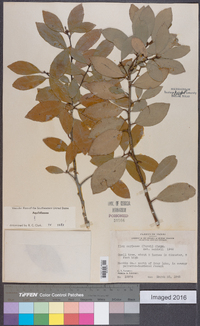 Ilex coriacea image