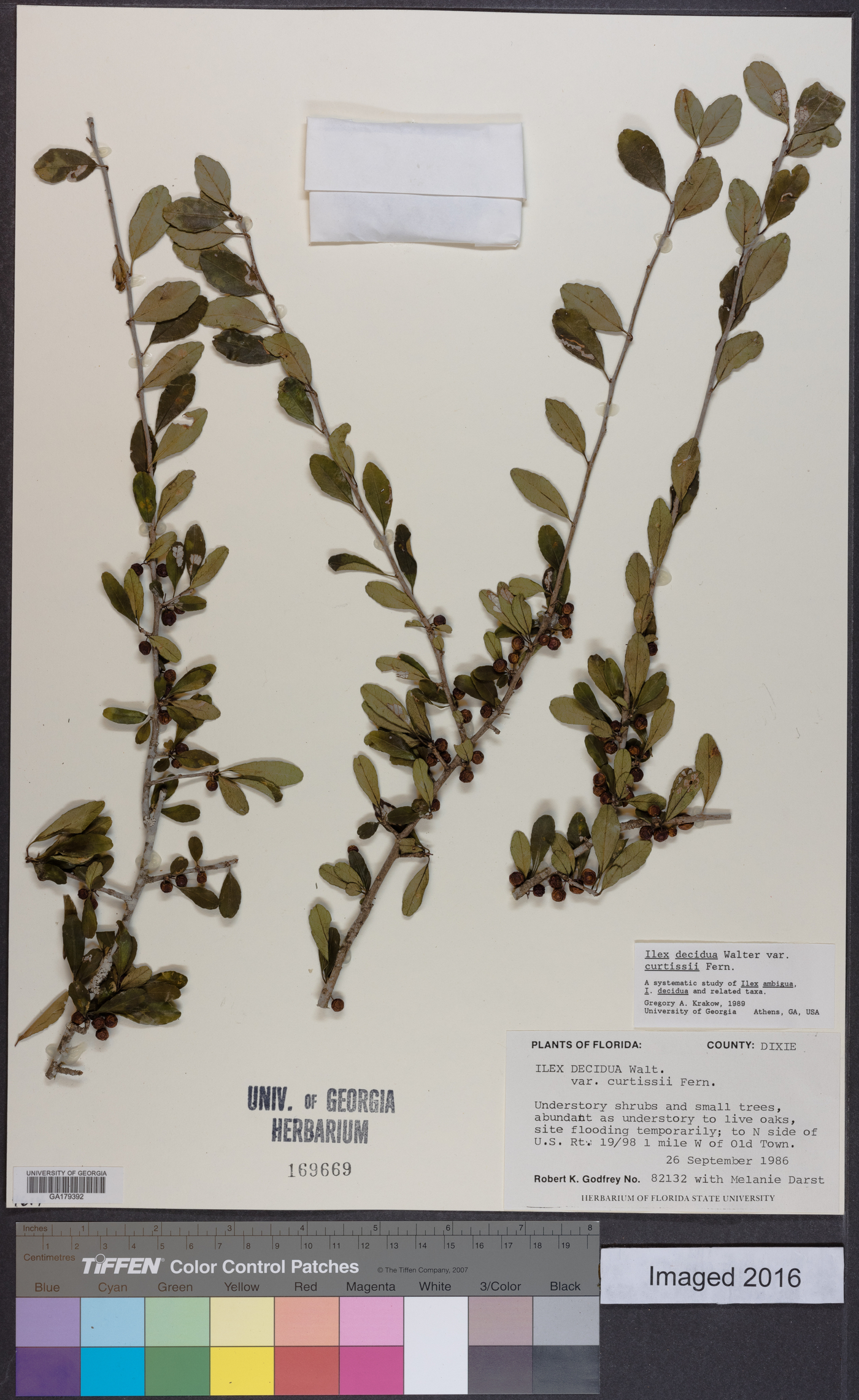 Ilex decidua var. curtissii image