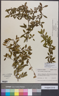 Ilex decidua var. curtissii image