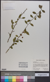 Ilex decidua var. curtissii image