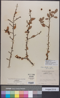 Ilex decidua var. curtissii image