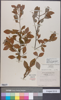 Ilex decidua var. decidua image