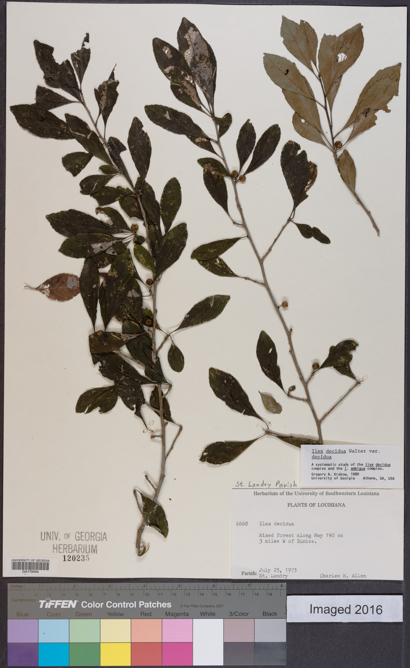 Ilex decidua var. decidua image