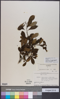 Ilex decidua var. decidua image