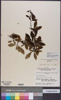 Ilex decidua var. decidua image