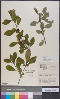 Ilex decidua var. decidua image