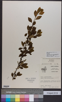 Ilex decidua var. decidua image