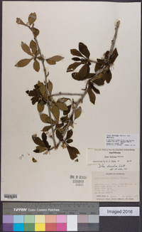 Ilex decidua var. decidua image