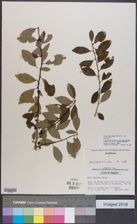 Ilex decidua var. decidua image