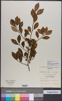 Ilex decidua var. decidua image