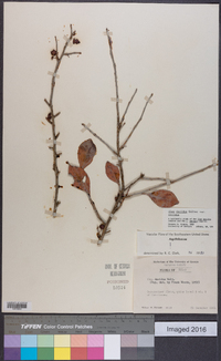 Ilex decidua var. decidua image