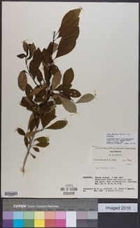 Ilex decidua var. decidua image