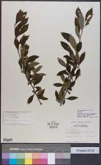 Ilex decidua var. decidua image