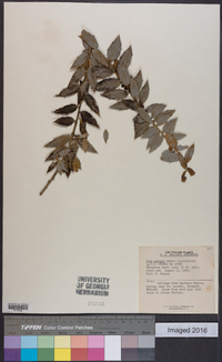 Image Associated With the Occurence