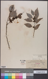 Ilex krugiana image