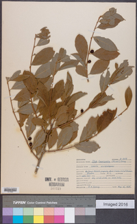 Ilex laevigata image