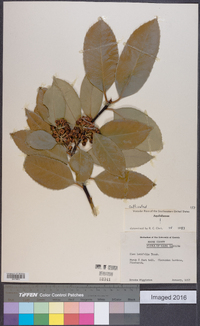Ilex latifolia image