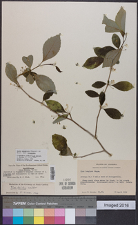 Ilex longipes image