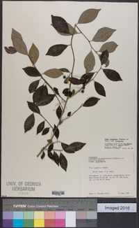 Ilex longipes var. longipes image