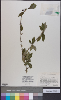 Ilex longipes image