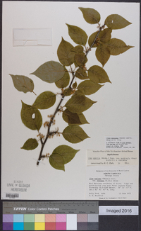 Ilex montana image