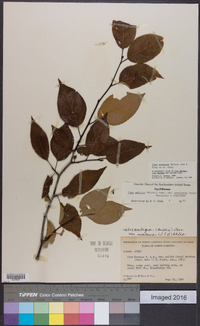 Ilex montana image