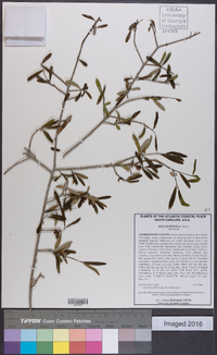 Ilex myrtifolia image