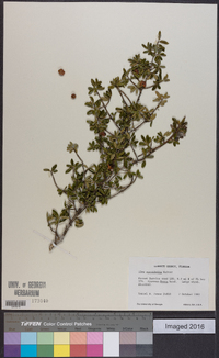 Ilex myrtifolia image