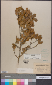 Ilex opaca var. arenicola image