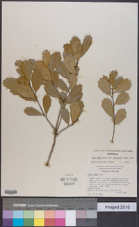 Ilex opaca var. arenicola image