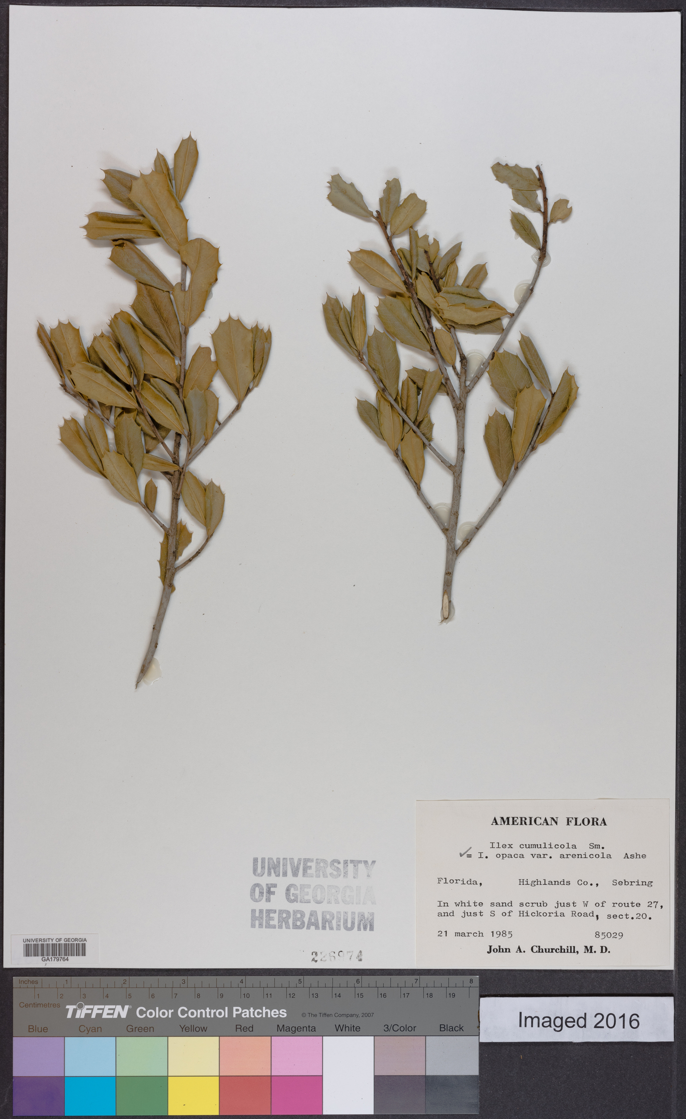 Ilex opaca var. arenicola image