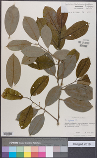 Ilex myrtifolia image