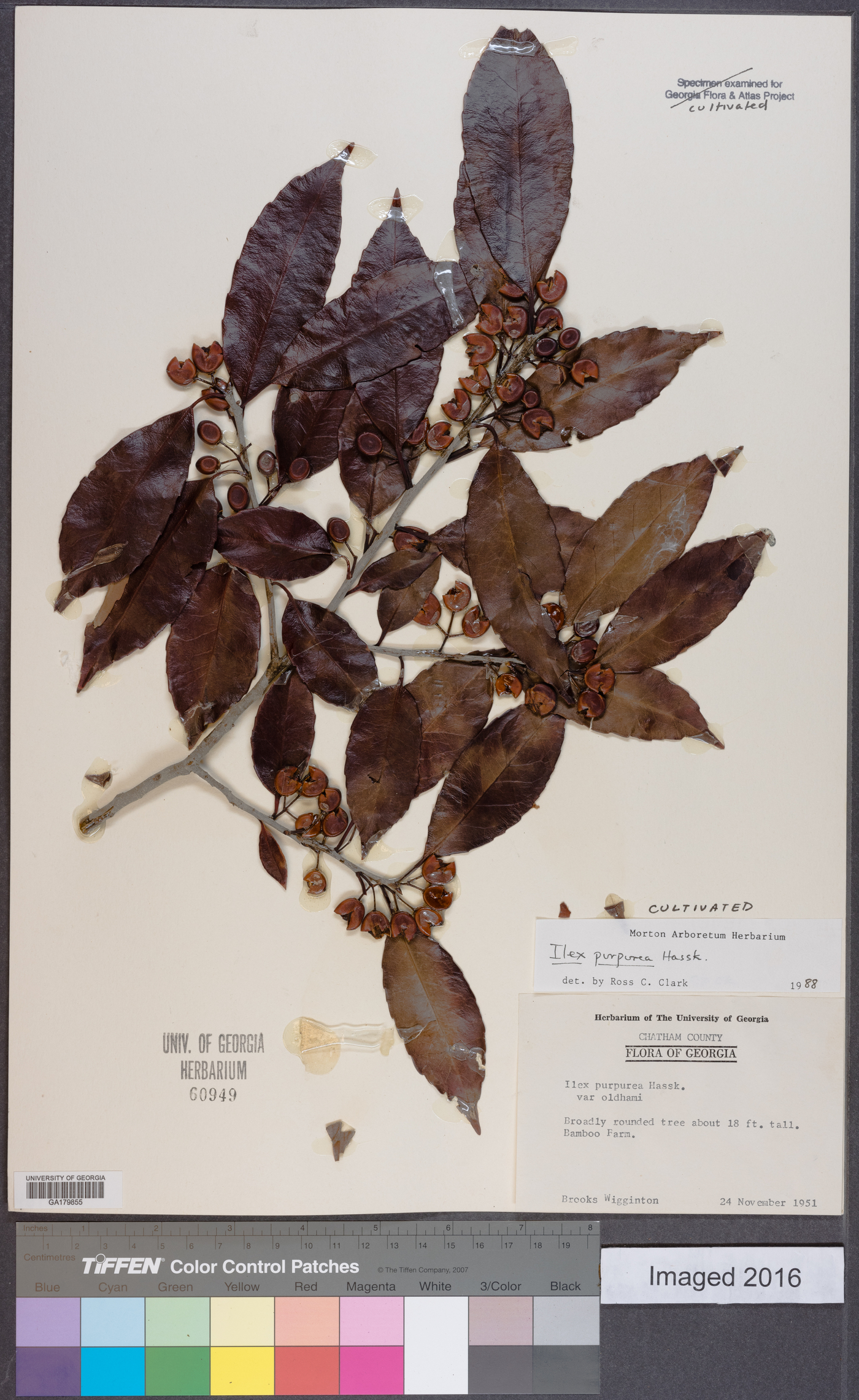 Ilex chinensis image