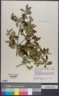 Ilex vomitoria image