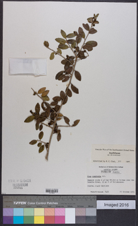 Ilex vomitoria image