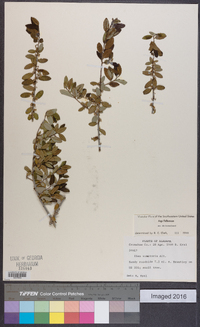 Ilex vomitoria image