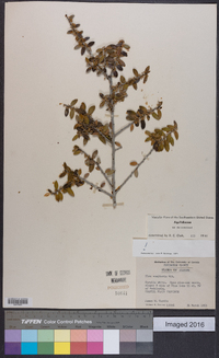 Ilex vomitoria image