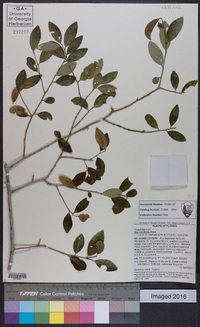 Ilex vomitoria image