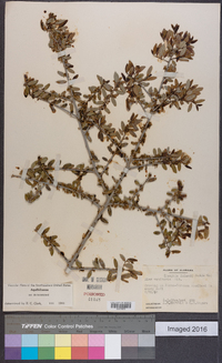 Ilex vomitoria image