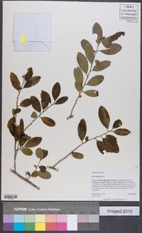 Ilex vomitoria image