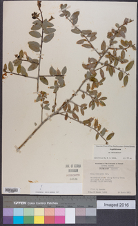 Ilex vomitoria image