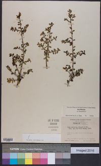 Ilex vomitoria image