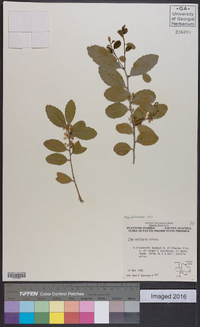 Ilex vomitoria image