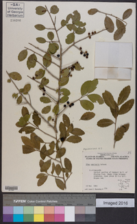 Ilex vomitoria image