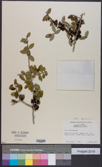 Ilex vomitoria image